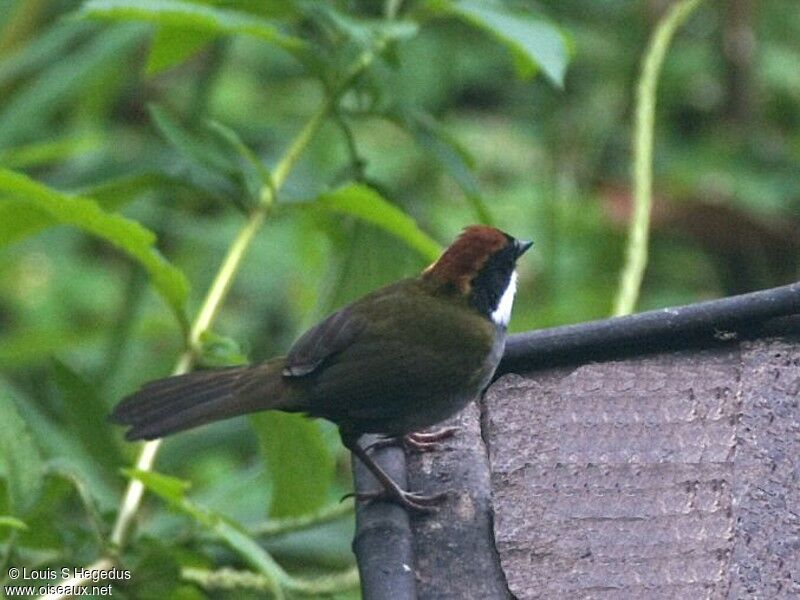 Tohi à nuque brune