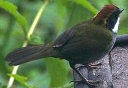 Chestnut-capped Brushfinch