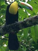 Toucan à carène