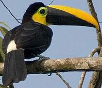 Toucan du Chocó