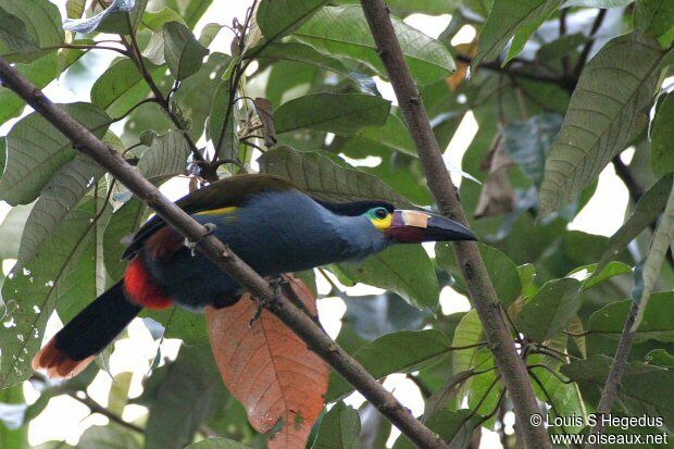 Toucan montagnard