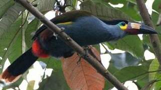 Plate-billed Mountain Toucan