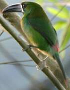 Toucanet à croupion rouge