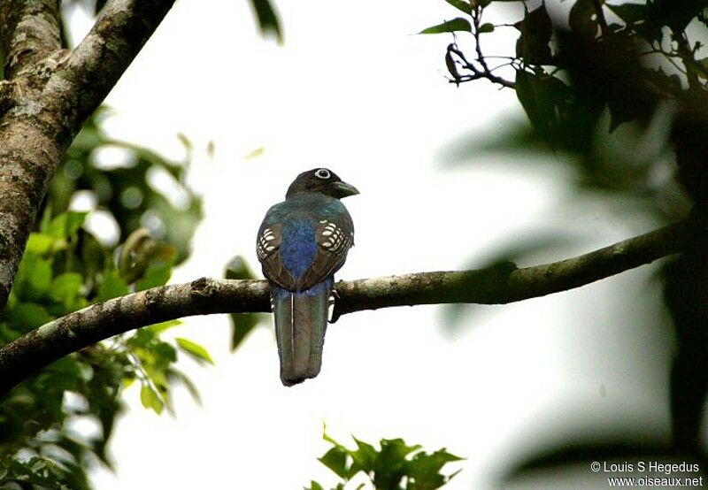 Trogon à tête noire