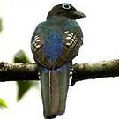 Trogon à tête noire
