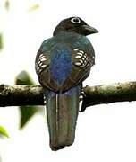 Black-headed Trogon