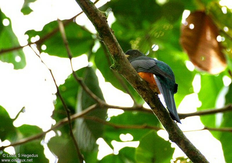 Trogon à ventre orange