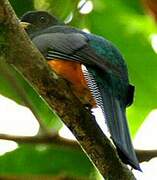 Trogon à ventre orange