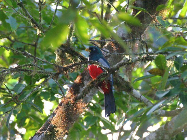 Choco Trogon