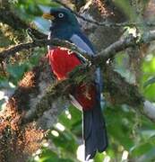 Trogon aux yeux blancs