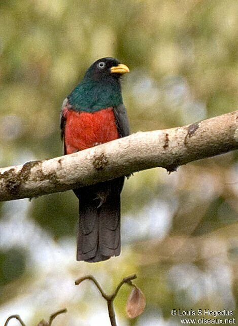 Trogon aux yeux blancs