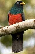 Trogon aux yeux blancs