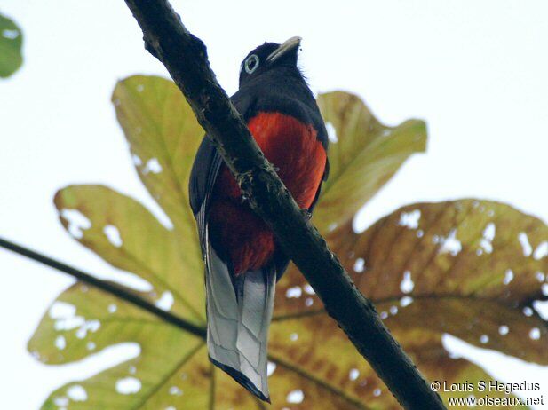 Trogon de Baird