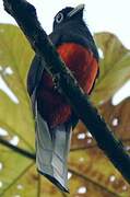 Trogon de Baird