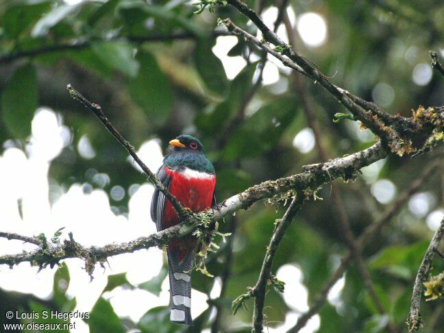 Trogon masqué