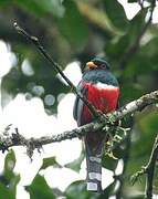 Trogon masqué