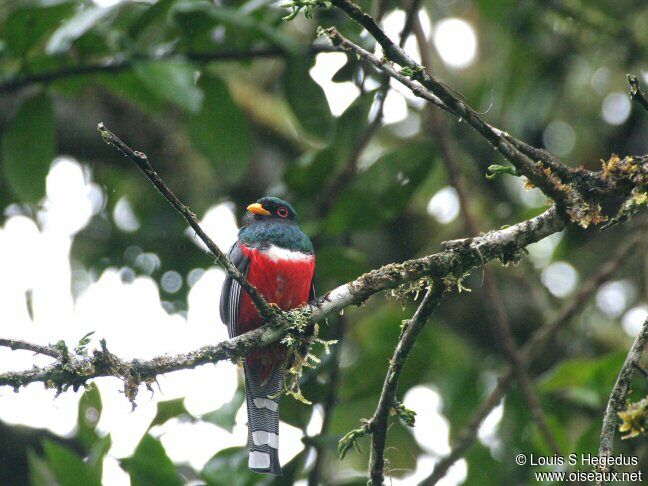 Trogon masqué