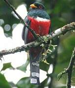 Trogon masqué