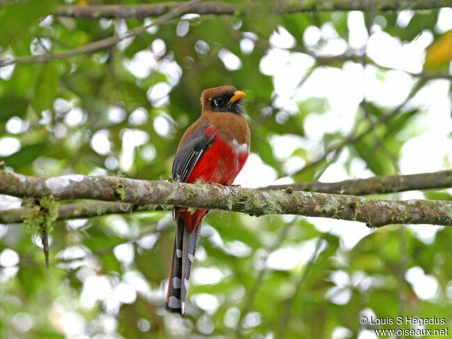 Trogon masqué