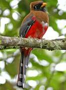 Trogon masqué