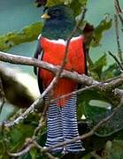 Collared Trogon