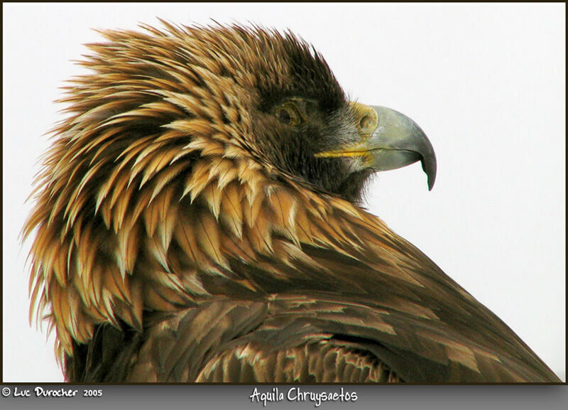 Golden Eagle