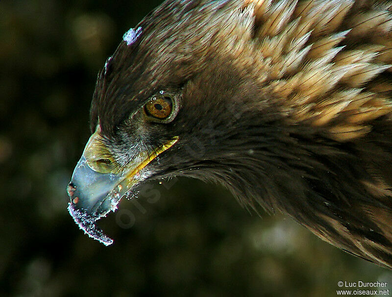 Golden Eagle