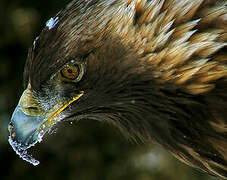 Golden Eagle