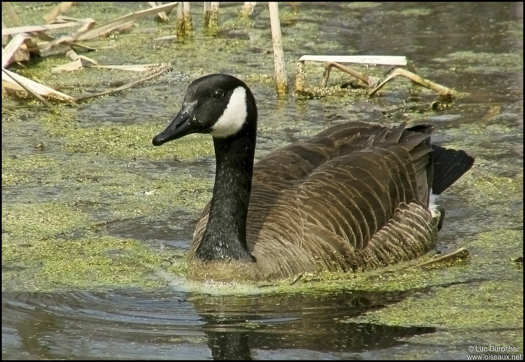 Canada Goose