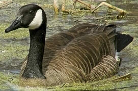 Canada Goose