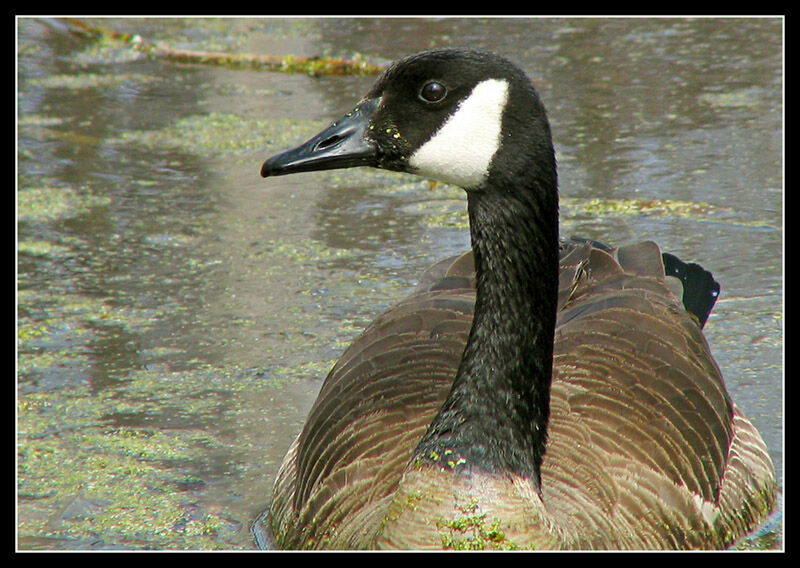 Canada Goose