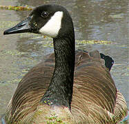 Canada Goose