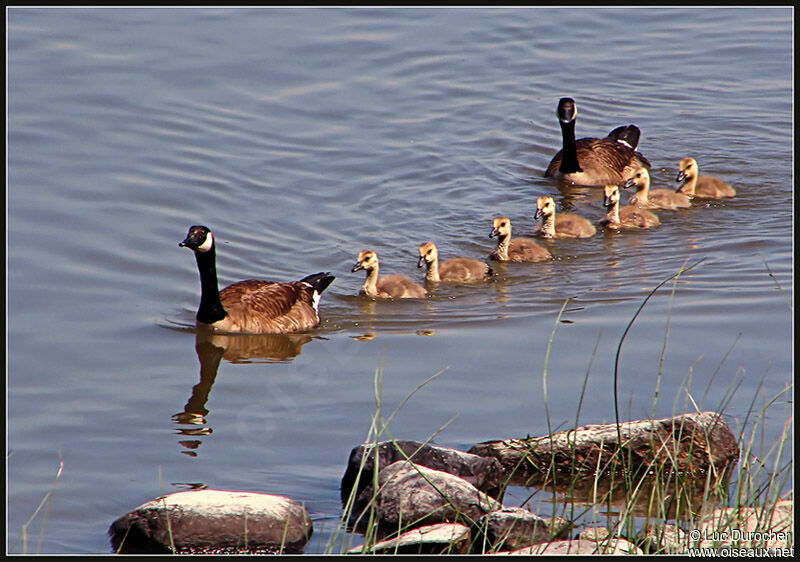 Canada Goose