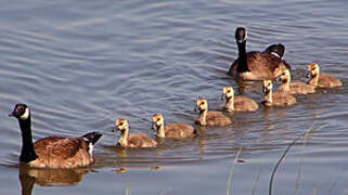 Canada Goose