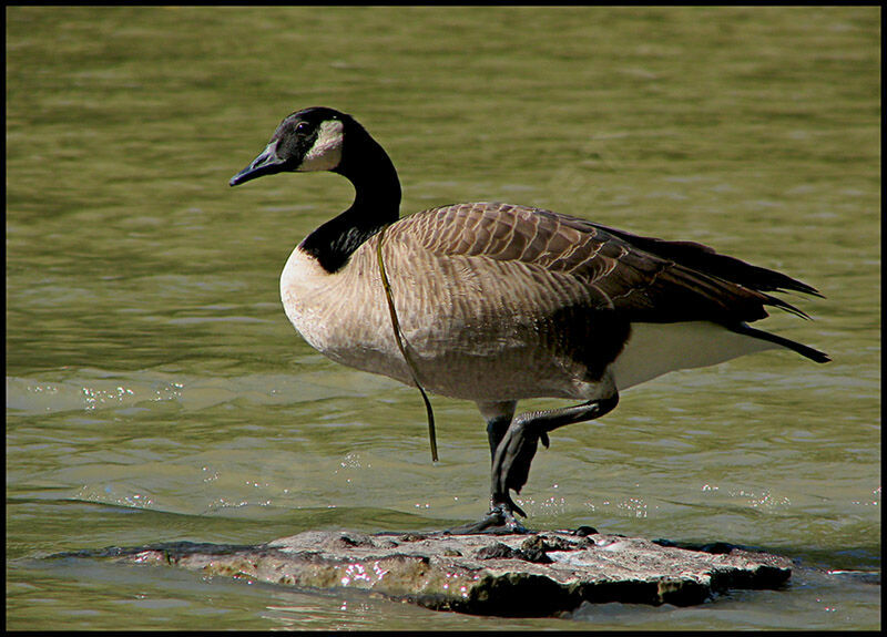 Canada Goose