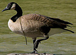 Canada Goose