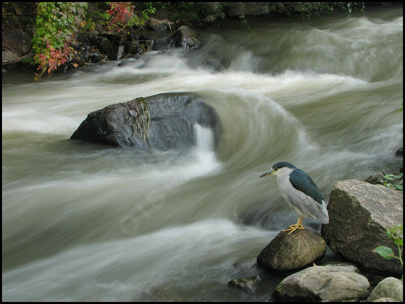 Black-crowned Night Heron