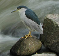 Black-crowned Night Heron