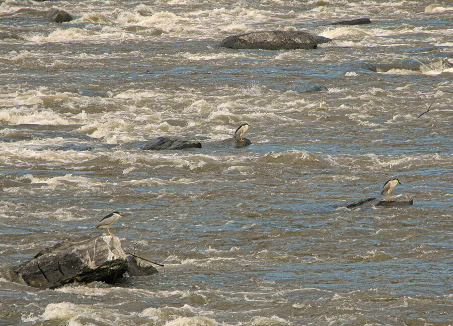 Black-crowned Night Heron