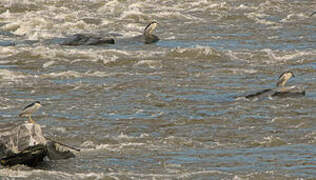 Black-crowned Night Heron