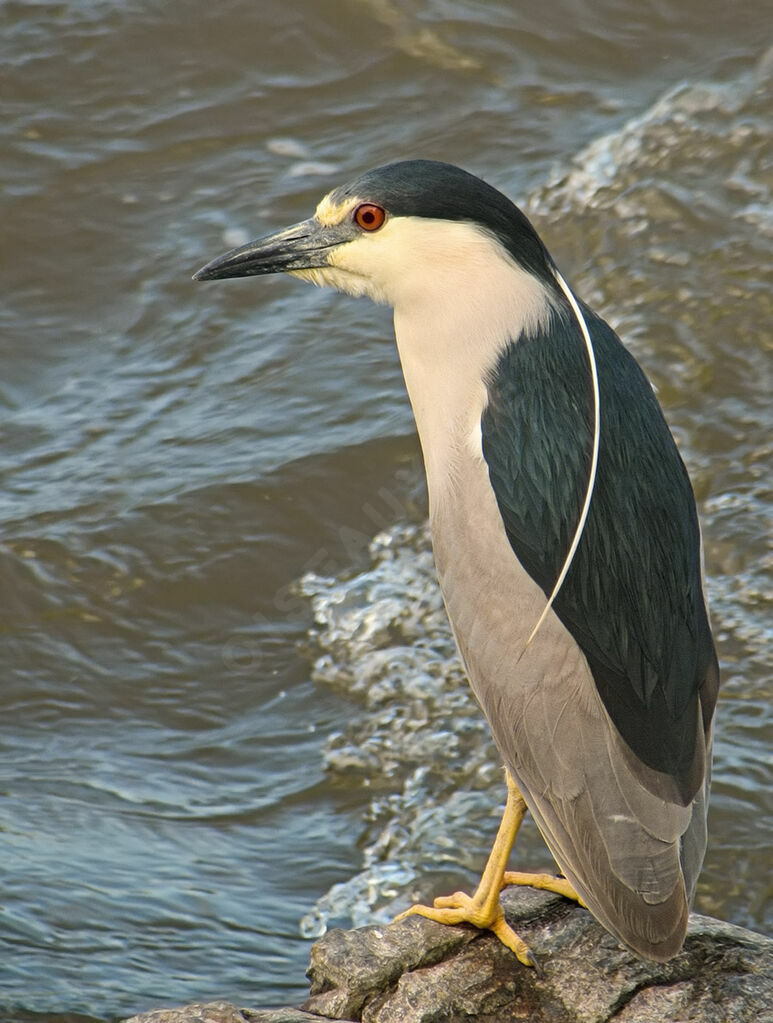 Black-crowned Night Heron