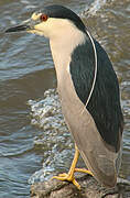 Black-crowned Night Heron