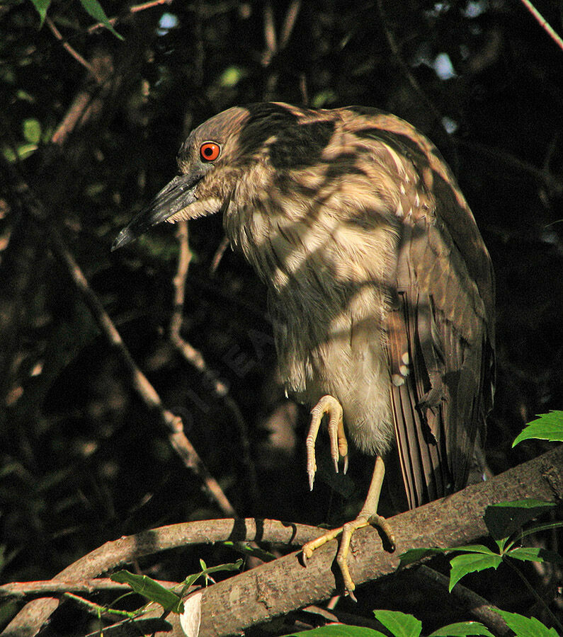 Black-crowned Night Heron