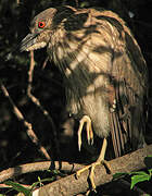 Black-crowned Night Heron