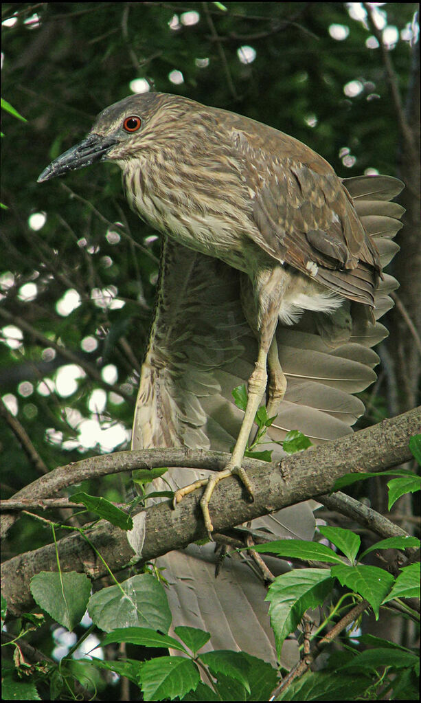 Black-crowned Night Heron