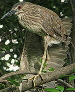 Black-crowned Night Heron