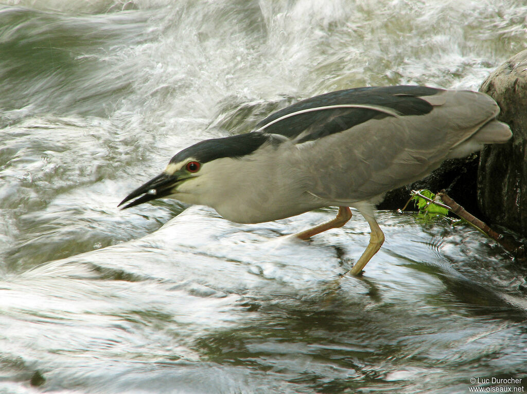 Black-crowned Night Heron