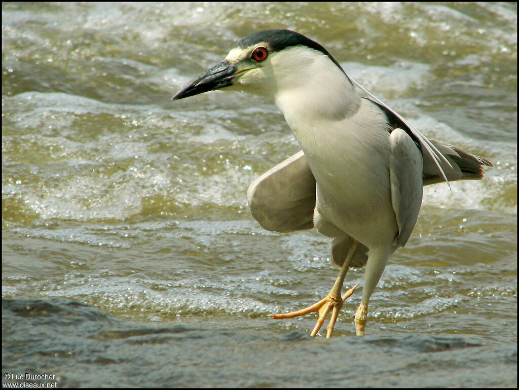 Black-crowned Night Heron