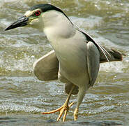 Black-crowned Night Heron