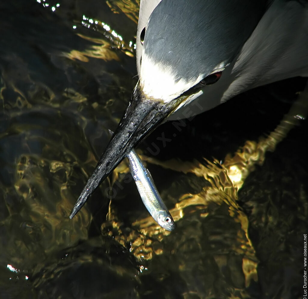 Black-crowned Night Heron